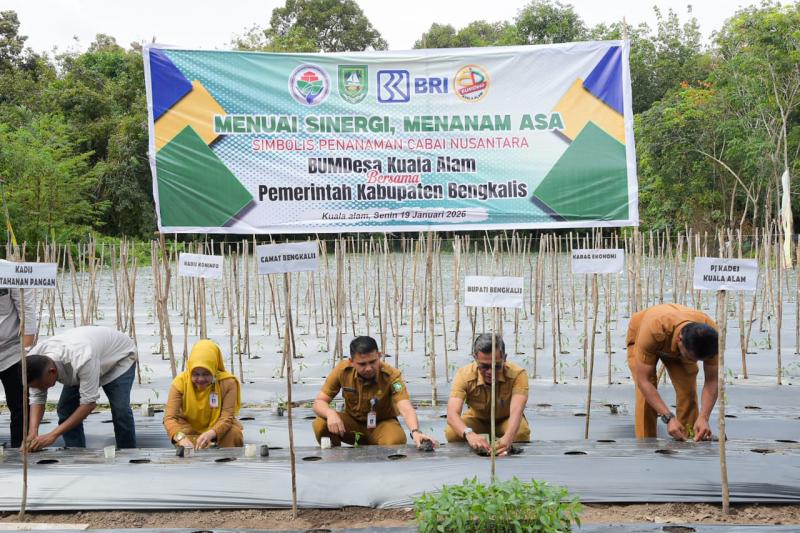 Perkuat Ketahanan Pangan, Pemkab Bengkalis Tanam Cabai Nusantara